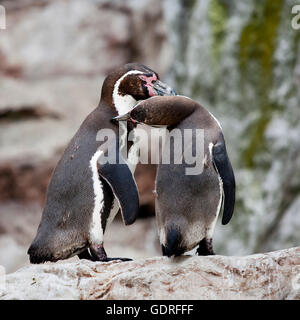 Pinguini Humboldt o Patranca (Spheniscus Humboldti) Foto Stock