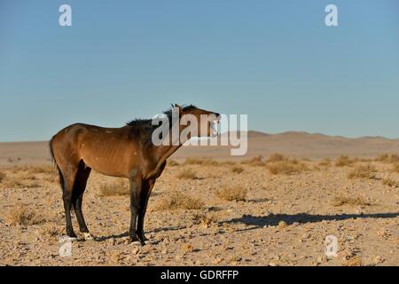 Neighing cavallo nel Deserto Namibiano, Wild Horse o il deserto del Namib cavallo (Equus ferus) vicino waterhole Garub, vicino Aus, Karas Regione Foto Stock