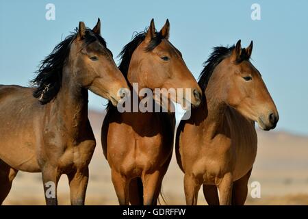 I Cavalli del deserto, Namib cavalli selvaggi o Namib (Equus ferus) vicino waterhole Garub, vicino Aus, Karas Regione, Namibia Foto Stock