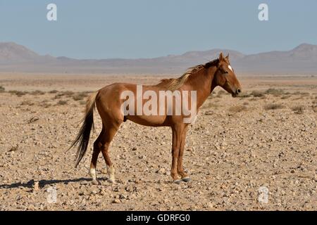 I Cavalli del deserto, Namib cavalli selvaggi o Namib (Equus ferus) vicino waterhole Garub, vicino Aus, Karas Regione, Namibia Foto Stock