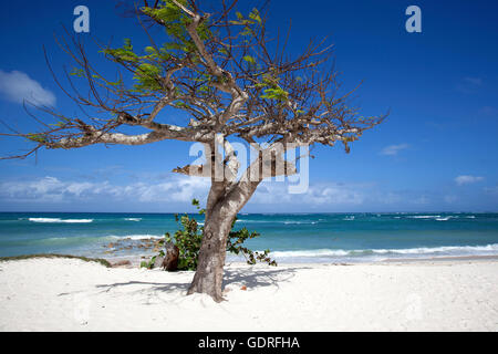 Cristal blu del mare e un vento spazzata di albero a Playa Guardalavaca beach, provincia di Holguín, Cuba Foto Stock