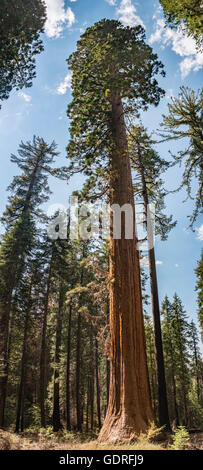 Sequoia gigante (Sequoiadendron giganteum), Tuolumne Grove, il Parco Nazionale Yosemite in California Foto Stock