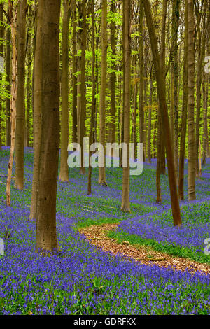 Il percorso attraverso la foresta, Europeo faggio (Fagus sylvatica), bluebells (Hyacinthoides), Hallerbos, Vlaams Brabant, Belgio Foto Stock