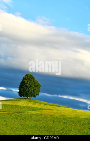 Tiglio (Tilia) sulla collina, albero solitario, Hirzel, Cantone di Zurigo, Svizzera Foto Stock