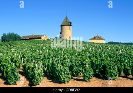 Vigneto, Moulin-un-vent, Beaujolais zona viticola, Dipartimento del Rhône, regione Rhône-Alpes, in Francia, in Europa Foto Stock