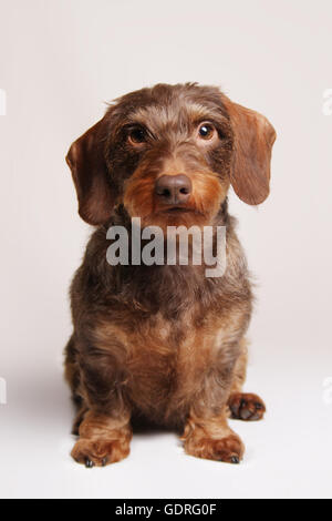 Brown Wirehaired Bassotto seduta, frontale, sfondo bianco Foto Stock