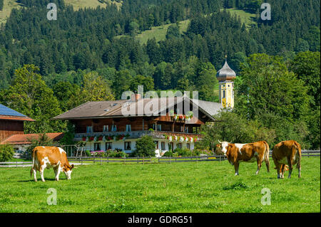 Vacche su un pascolo, bovini (Bos primigenius taurus), casa colonica ed ex monastero San Martin, Martinsmünster, Fischbachau Foto Stock