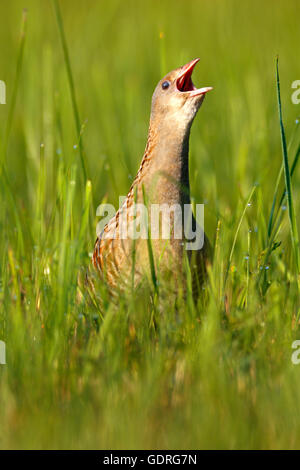 Re di quaglie (Crex crex), chiamando maschio in un prato con rugiada di mattina, Riserva della Biosfera dell'Elba centrale, Sassonia-Anhalt, Germania Foto Stock