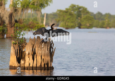 Anhinga (Anhinga anhinga leucogaster) essiccazione di ali su cipresso calvo (Taxodium distichum) moncone in Atchafalaya palude con un arbusto crescente nel vecchio albero Foto Stock