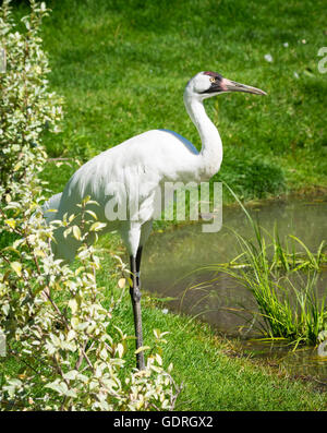 Una gru convulsa (Grus americana), in cattività a Calgary Zoo di Calgary, Alberta, Canada. Foto Stock