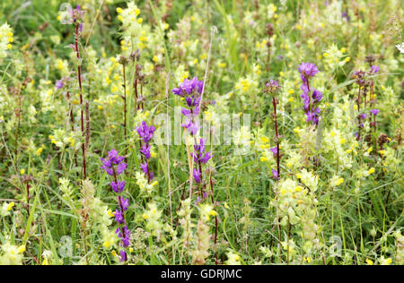 Prato delle campane viola Campanula e giallo Galeobdolon luteum su sfondo verde erba Foto Stock