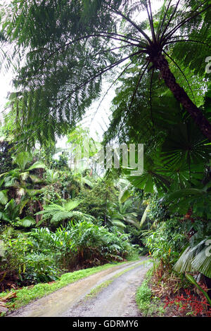 La foresta pluviale ruvida pista nel Parco Nazionale Daintree, Queensland, Australia Foto Stock