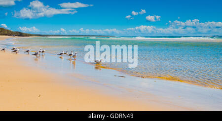 Un gruppo di gabbiani raccolte dal bordo delle acque a North Stradbroke Island su un bel giorno chiaro nel Queensland, Australia Foto Stock