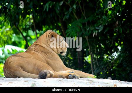 African Lion femmina si rilassa e si appoggia a battere il calore Foto Stock