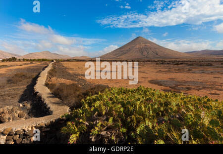 Cactus e il vulcano all'orizzonte le isole Canarie Foto Stock