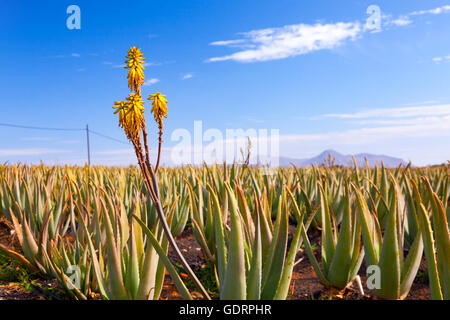 Fioritura di erbe medicinali aloe vera Foto Stock