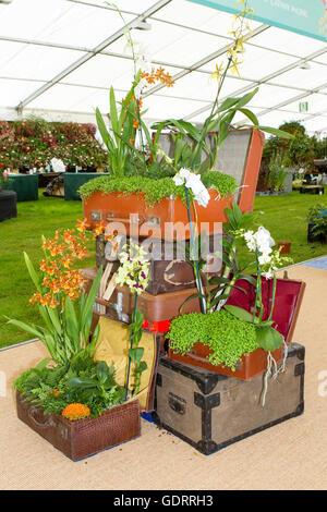 RHS Tatton Park Flower Show presenta. 19 Luglio, 2016. Favoloso presentano illustrato della RHS Tatton Flower Show a Knutsford, Cheshire, Regno Unito. L orticoltura annuale evento è una opportunità per i migliori designer del giardino nella zona di mostrare i loro stand per le migliaia di visitatori. Ondata di caldo con temperature al 30º centigradi + regione, i visitatori saranno benedetti con il display del fantastico show gardens in offerta. Champagne e vini pregiati sono sicuri di flusso come la mostra si muove verso la sua famosa "Signore giorno". Credito: Cernan Elias/Alamy Live News Foto Stock