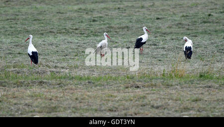 Saarmund, Germania. 19 Luglio, 2016. Quattro cicogne in cerca di cibo su una fresca mown il campo nei pressi di Saarmund, Germania, 19 luglio 2016. Foto: RALF HIRSCHBERGER/ZB/dpa/Alamy Live News Foto Stock