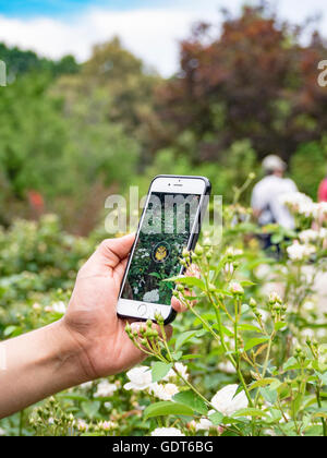 Columbus, Ohio, USA, 21 luglio 2016: Primo piano di una mano che gioca Pokemon Go al Park of Roses. Pokemon Go è un gioco mobile basato su una posizione basata su realtà aumentata sviluppato da Niantic Labs utilizzando i popolari personaggi di azione dei videogiochi Nintendo. Credit: 2016 Marianne A. Campolongo/Alamy Live News. Foto Stock