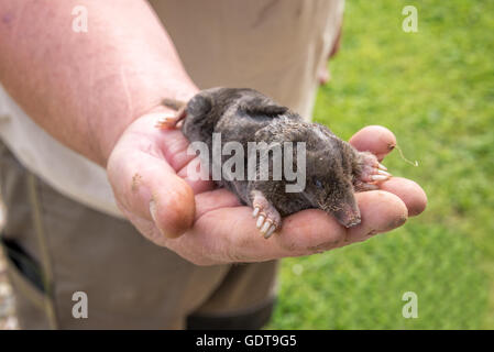 Mole morto in una mano, sullo sfondo del giardino Foto Stock