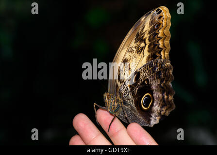 Close up foto di grande farfalla marrone stand su una femmina di mano. Foto Stock