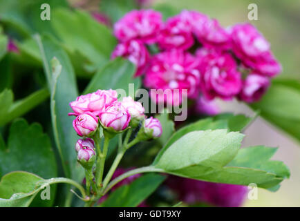 Close up foto di fiori di colore rosa in fiore su albero verde in primavera, fondale focus Foto Stock