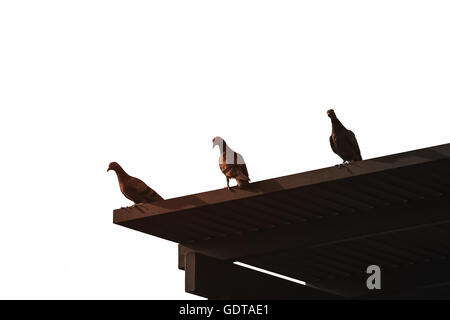 Stagliano tre piccioni in piedi sul tetto di legno di colore scuro con morbida luce solare che isolato dal bianco cielo luminoso Foto Stock