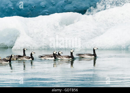 Barnacle Goose - gruppo con pulcini con gli iceberg Branta leucopsis Jokulsarlon Laguna Islanda BI028741 Foto Stock