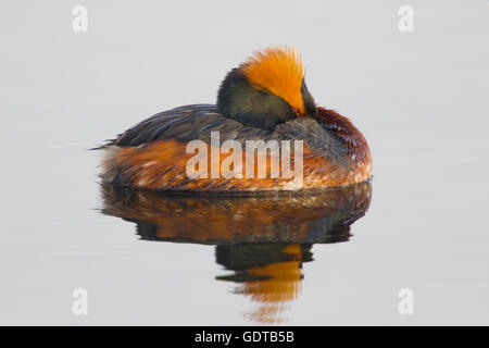 Svasso della Slavonia - appoggiata sul lago Podiceps auritus Lago Myvatn Islanda BI028743 Foto Stock