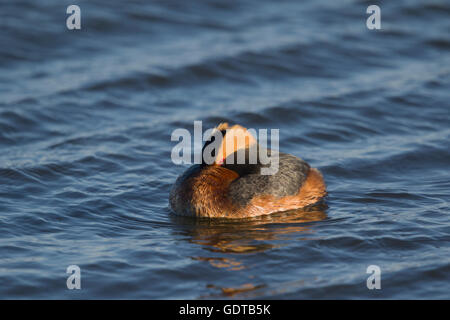 Svasso della Slavonia - appoggiata sul lago Podiceps auritus Lago Myvatn Islanda BI028744 Foto Stock