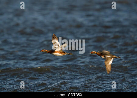 Svasso della Slavonia - in volo sopra il lago di Podiceps auritus Lago Myvatn Islanda BI028746 Foto Stock