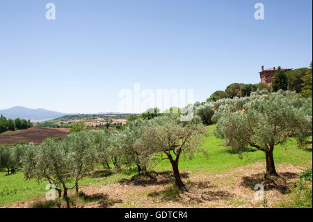 I campi con alberi di ulivo intorno al palazzo Massaini, fattoria vicino a Pienza, Toscana, Italia Foto Stock