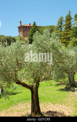 I campi con alberi di ulivo intorno al palazzo Massaini, fattoria vicino a Pienza, Toscana, Italia Foto Stock