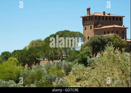 I campi con alberi di ulivo intorno al palazzo Massaini, fattoria vicino a Pienza, Toscana, Italia Foto Stock