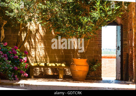 Corte interna con albero di olivo nella luce del sole di palazzo Massaini, fattoria vicino a Pienza Toscana, Italia Foto Stock