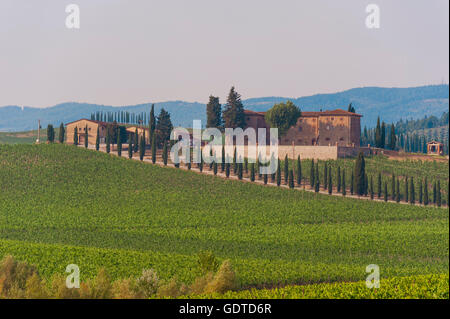 Vigneto nella regione di Monteriggioni, Toscana, Italia Foto Stock