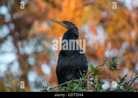 Anhinga uccello arcuato sul ramo Foto Stock