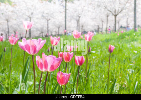 Rosa luminoso tulipani sotto bianco ciliegio alberi in fiore in un frutteto a Alnwick giardino, Northumberland nella tarda primavera tempo Foto Stock