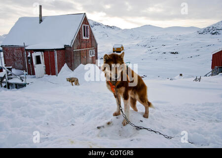 Kulusuk. La Groenlandia. Foto Stock