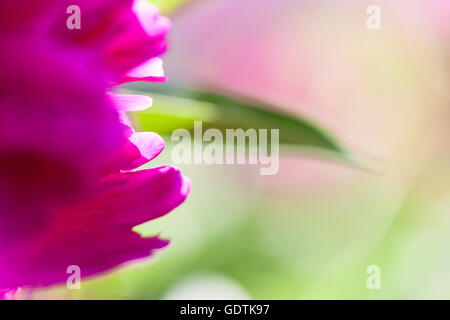 Petali di rosa di fioritura peonia Foto Stock