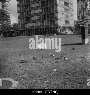 Area verde con piccioni in Hansaviertel di Berlino, 1964 Foto Stock