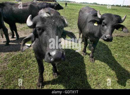 Buffalo Foto Stock