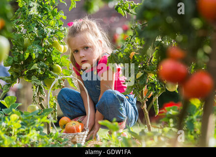 Adorabile bambina la raccolta di pomodori raccolto in giardino Foto Stock