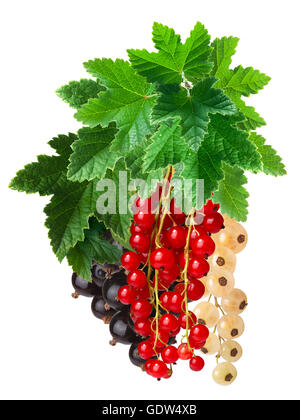 Grappoli pendenti di rosso,bianco e nero di uve secche di Corinto insieme. Percorso di clipping, infinita profondità di campo. Elemento di design Foto Stock