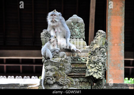 Due maqaque monkey seduta sulle scale del tempio e lo protegge dai visitatori nel sacro di Bali Monkey Forest Foto Stock