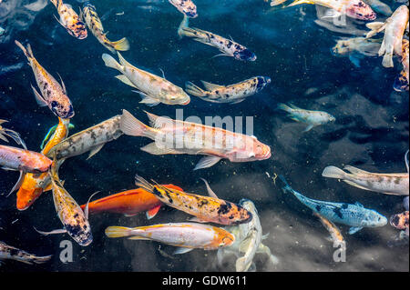 Varie medie Asian stagno dei pesci come gourami e pesci koi nuotare in un grande stagno. Foto Stock