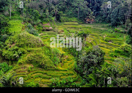 Un verde terreni agricoli terrazzati a Bali su una ripida collina con le risaie e gli alberi in un bellissimo paesaggio panoramico Foto Stock