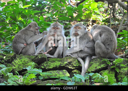 Una scimmia famiglia con due bambini in Bali Ubud sacro Monkey Forest Temple Foto Stock