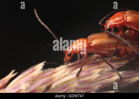 Soldato coleotteri coniugata. Foto Stock