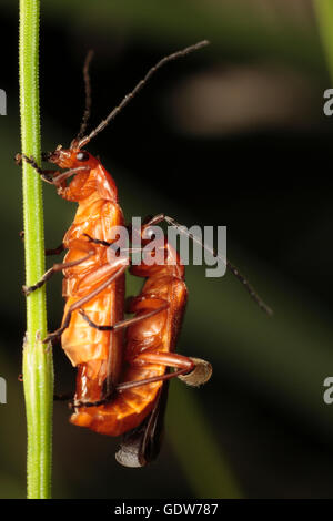 Soldato coleotteri coniugata Foto Stock